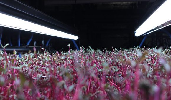 Microgreens: All You Ever Wanted to Know