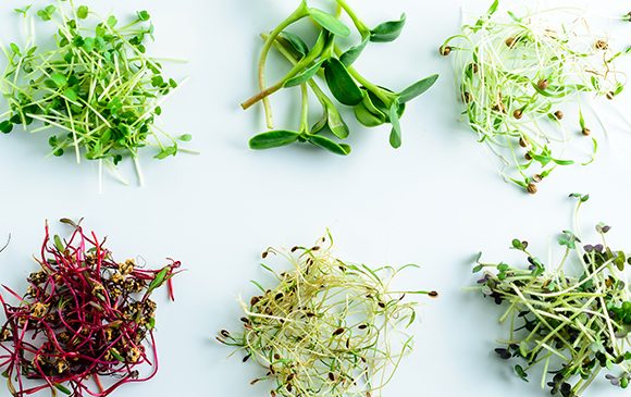 Microgreen basics and Nutrition Research Summary