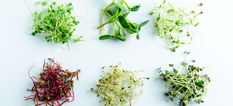 Microgreen basics and Nutrition Research Summary
